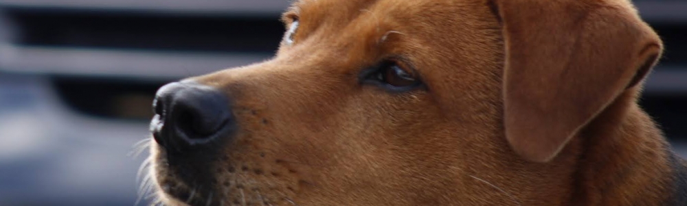 User banner image