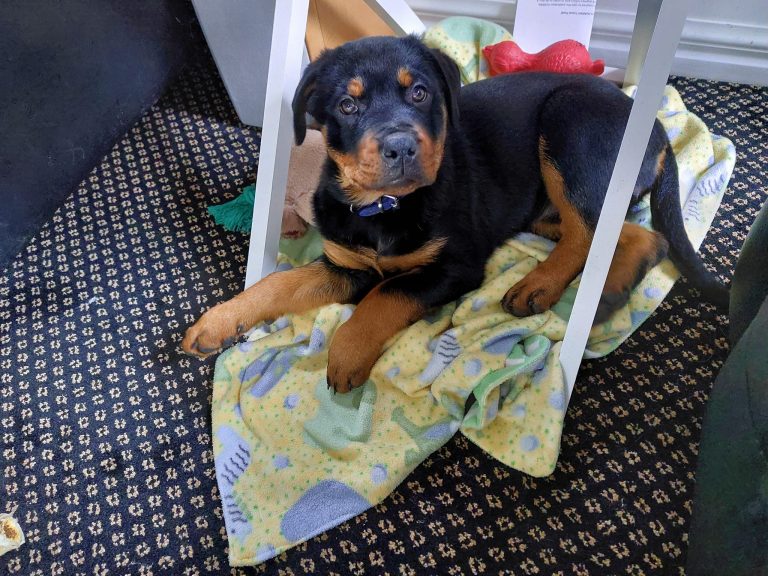 258325771 224762636436243 7599991789563889967 n 768x576