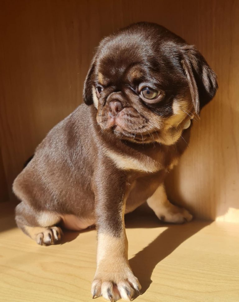 Messenger creation 15D56489 E21D 49B8 9EE6 CC6243503009 768x970