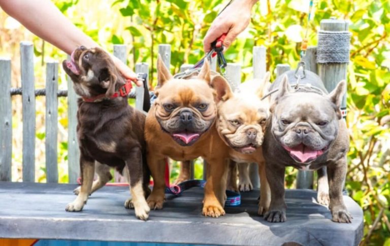 Messenger creation 883D5554 9386 4E76 B496 3FE79D32714A 768x485