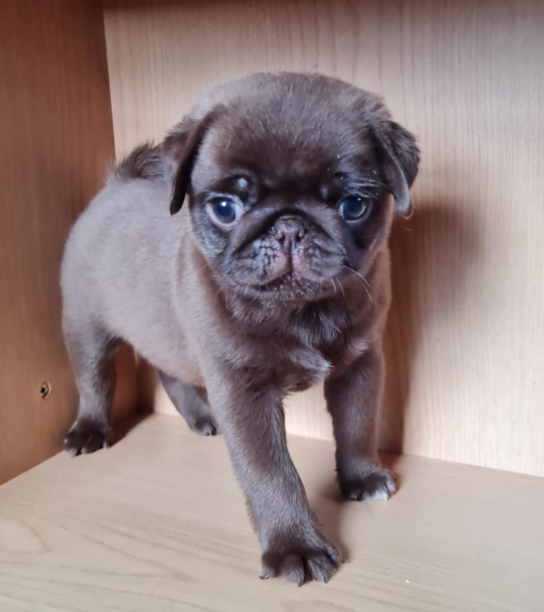 Messenger creation 8D58D2FC 555E 43CB BD9D 928161A2B7B9 768x864