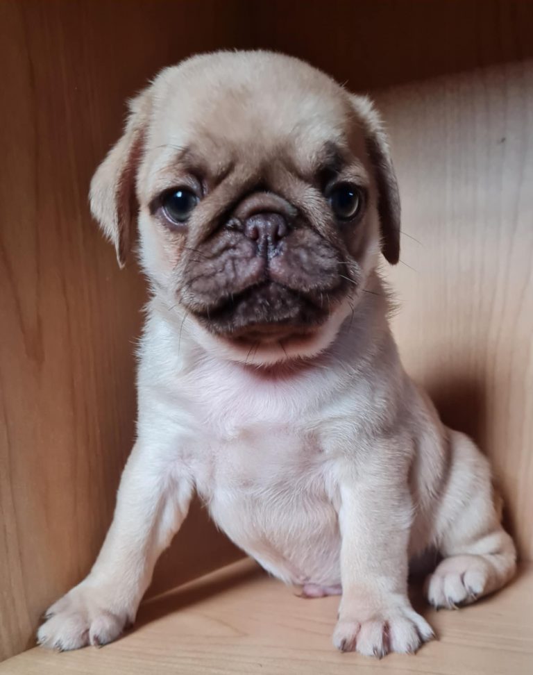 Messenger creation A8640D9C 3D33 4E7D B10A 91167028D3D7 768x972