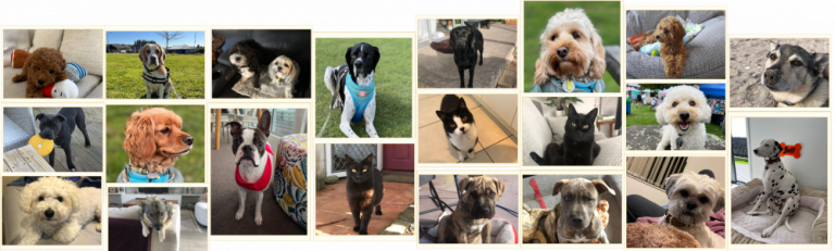 sisters pet banner 768x231
