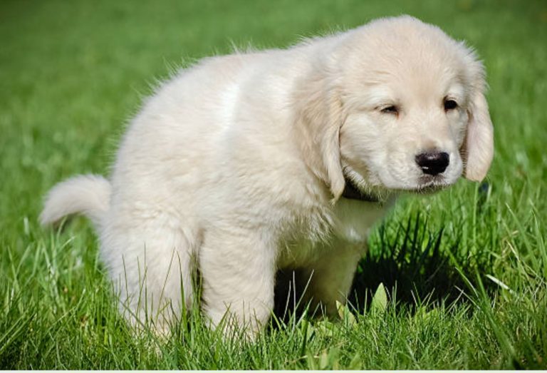 Screenshot 20250104 211930 Chrome 768x523