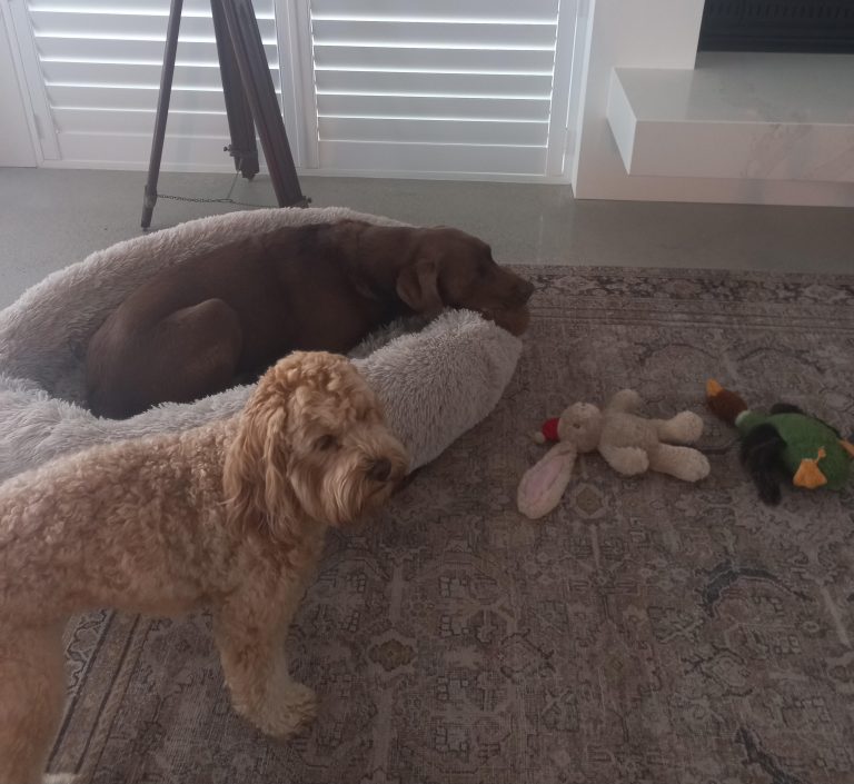 Van and Louie 768x705