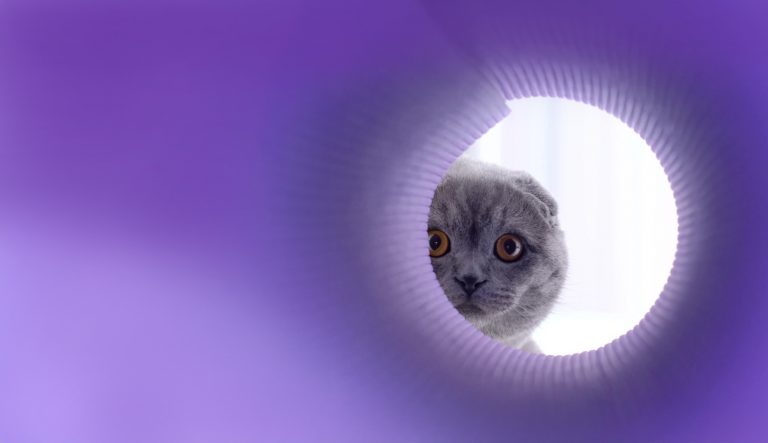 pet sitter christchurch 768x443