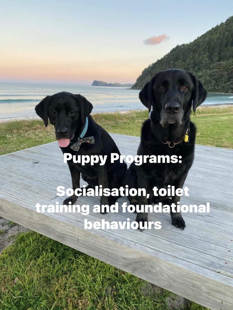 k9 connections 4 768x1022