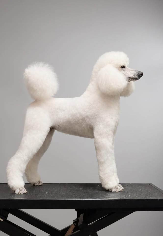 grooming with summah1