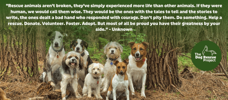 the dog rescue 768x338