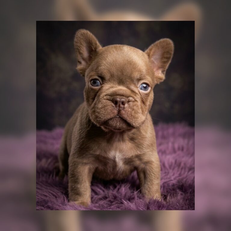 Rojo French Bulldog Puppy on Purple Rug Rojo French Bulldog Puppy on Purple Rug