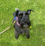 Picture of Muttley Crew Dog grooming
