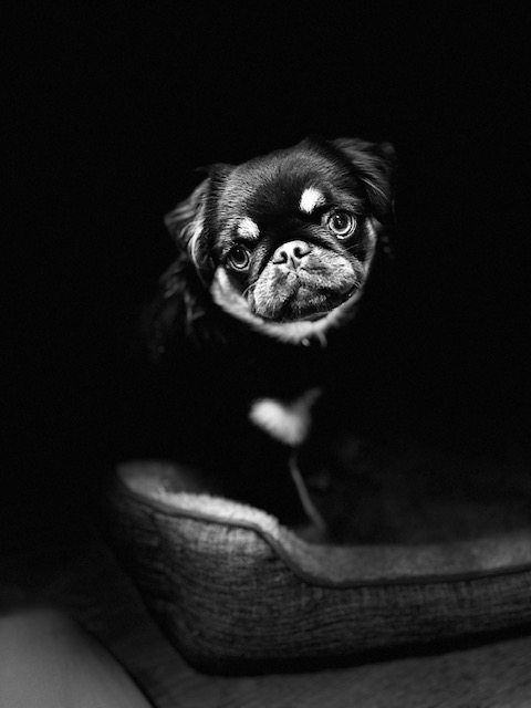Lucy a Fluffy Coat Chocolate and Tan Pug in Black & White Lucy a Fluffy Coat Chocolate and Tan Pug in Black & White