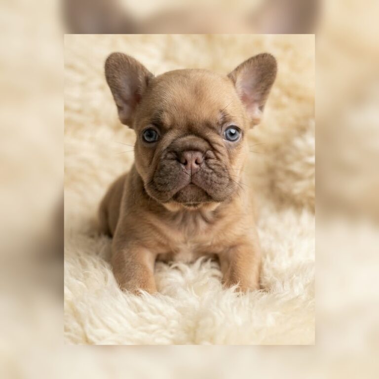Chocolate Fawn French Bulldog on a white rug Chocolate Fawn French Bulldog on a white rug