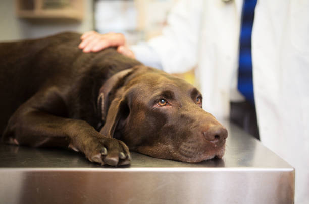 A calm pet lying on a veterinary examination table while a vet gently rests a hand on its back.