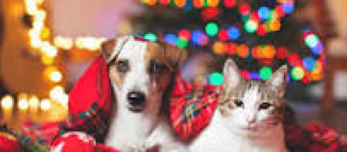 cat and dog cristmas