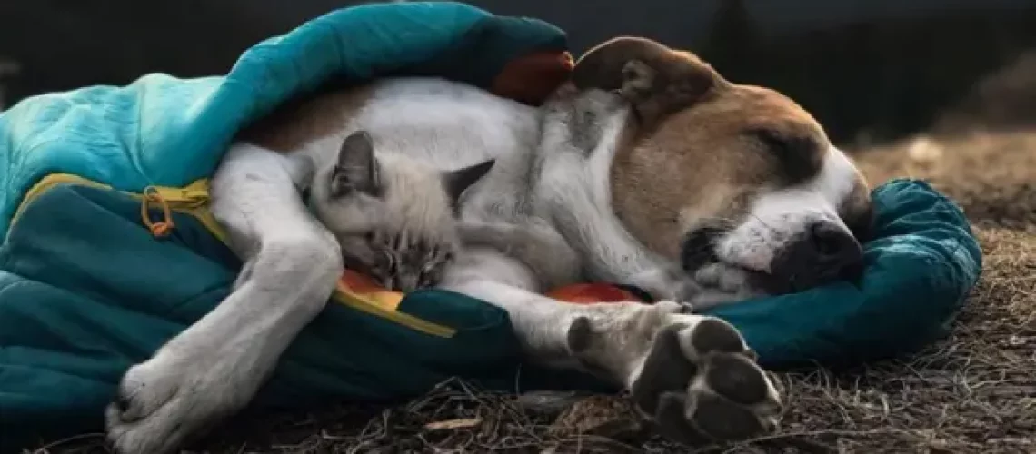 cat_dog_sleeping2.jpg