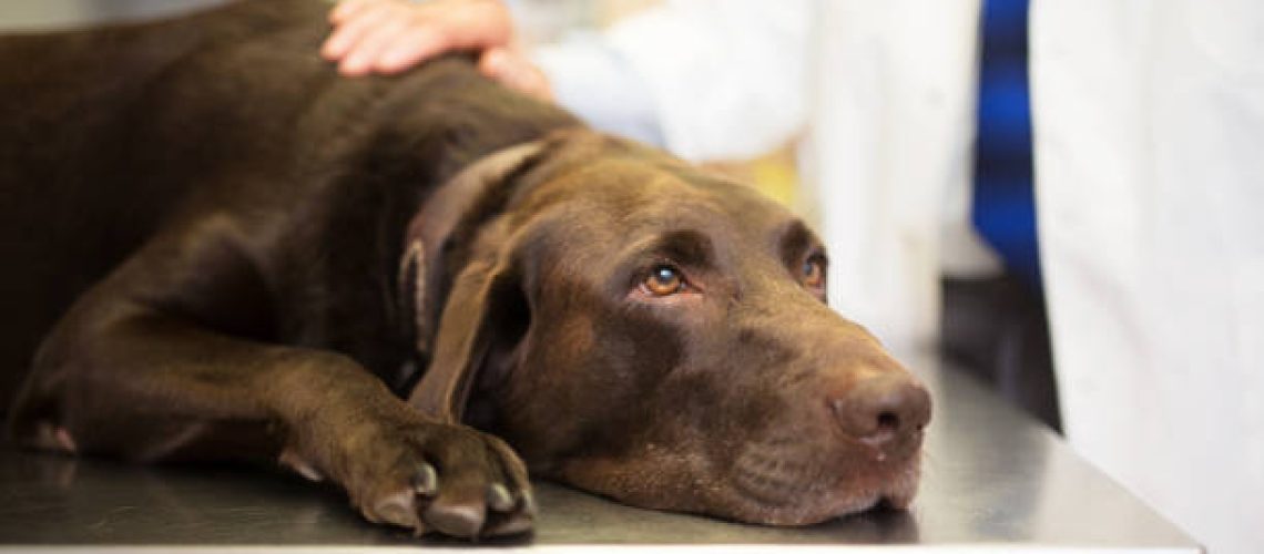 A calm pet lying on a veterinary examination table while a vet gently rests a hand on its back.