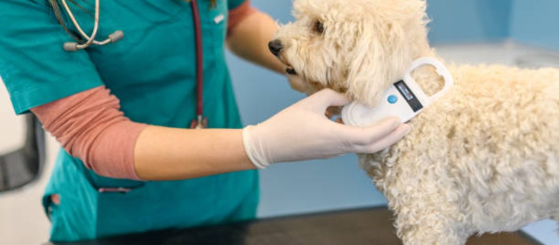 Vet scanning a pet's microchip for identification