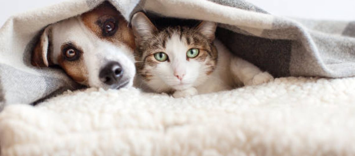 Dog and cat together. Dog hugs a cat under the rug at home. Friendship of pets